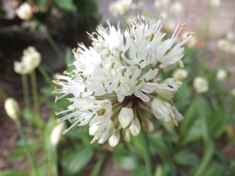 行者にんにくの花 渓流釣りと食べ歩き桐生岩魚のブログ 行者にんにくの花 渓流釣りと食べ歩き桐生岩魚のブログ