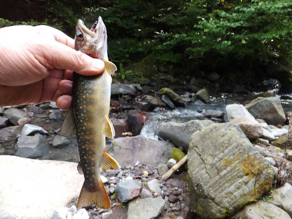 赤城山の岩魚釣り 渓流釣りと食べ歩き桐生岩魚のブログ