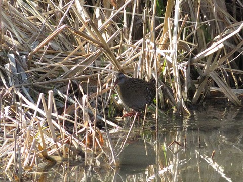 クイナヒクイナ (1)