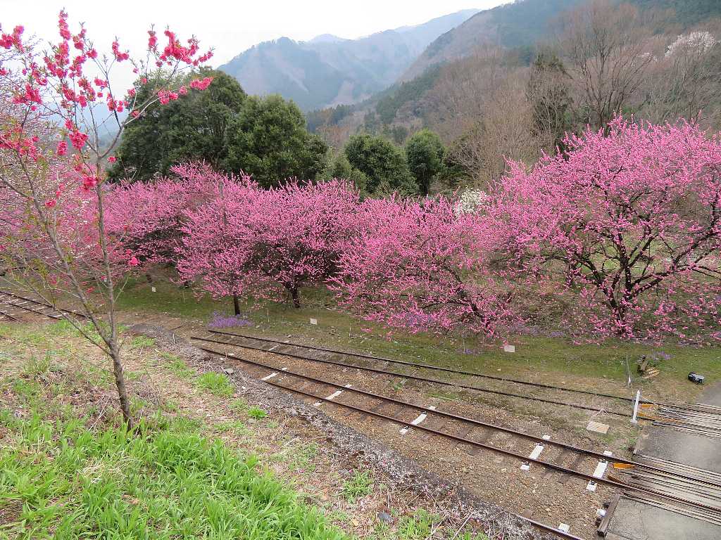 満開の花桃 神戸駅 花桃街道開花情報 渓流釣りと食べ歩き桐生岩魚のブログ