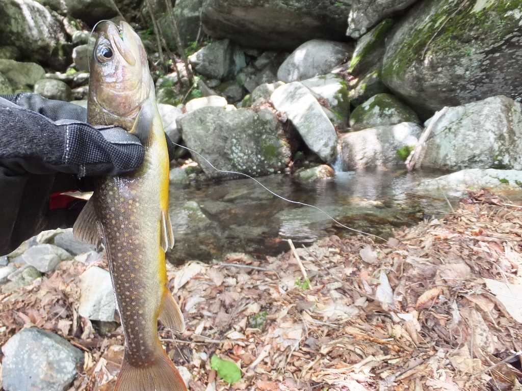 イメージ 11