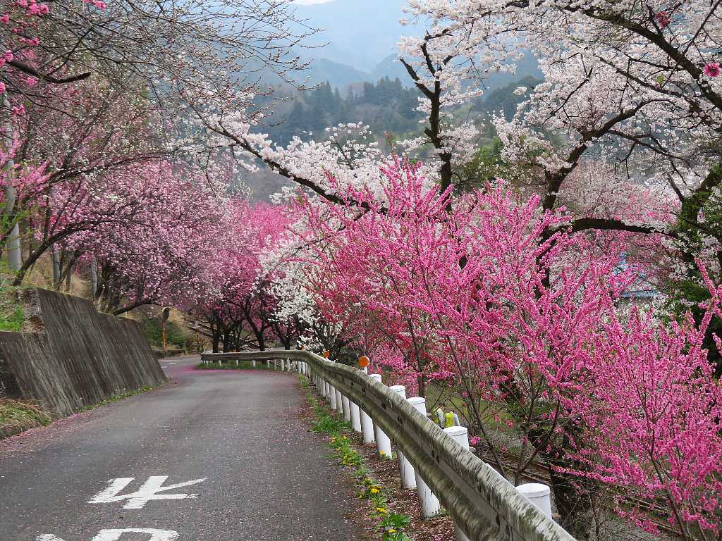 満開の花桃 神戸駅 花桃街道開花情報 渓流釣りと食べ歩き桐生岩魚のブログ