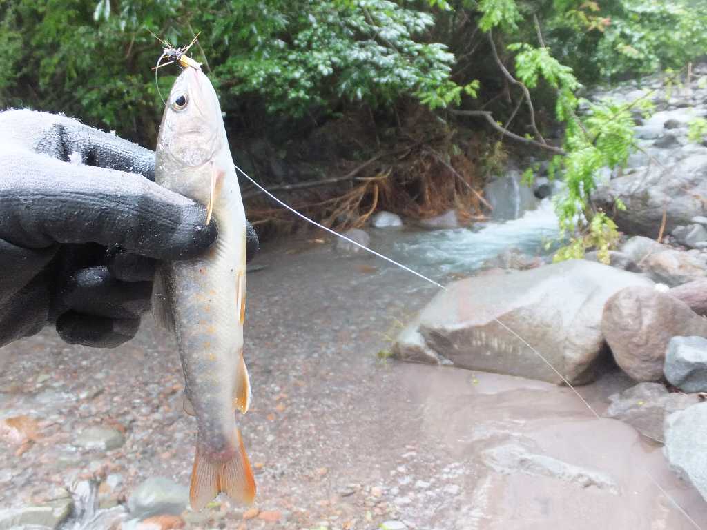 雨の鳥居川でイワナ釣り 赤城山 渓流釣りと食べ歩き桐生岩魚のブログ 雨の鳥居川でイワナ釣り 赤城山 渓流釣りと食べ歩き桐生岩魚のブログ