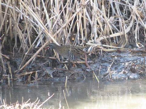 クイナヒクイナ (2)