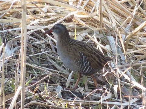 クイナヒクイナ (9)