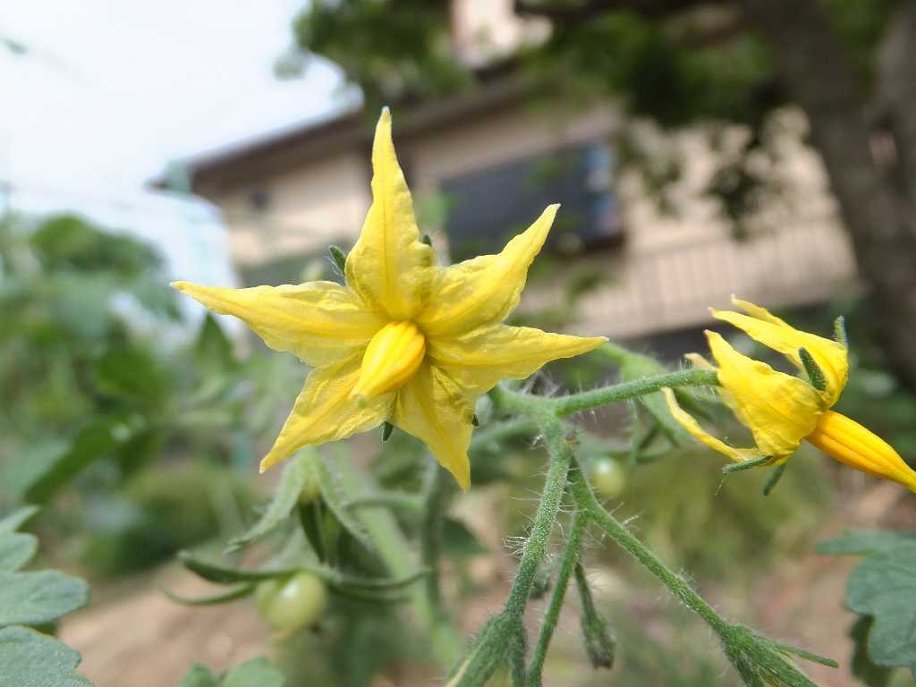 身近な花を撮る : 渓流釣りと食べ歩き桐生岩魚のブログ