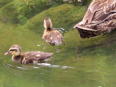 IMG_3343