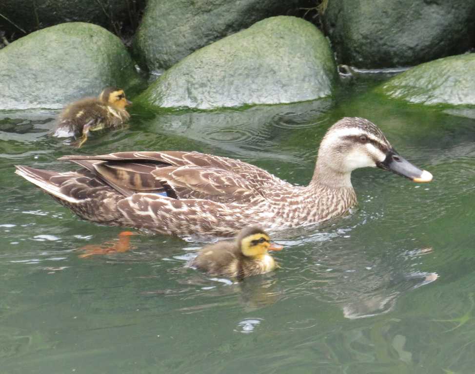カルガモの嘴が黄色&全体的に白っぽい📸(足利市) : 渓流釣りと食べ歩き桐生岩魚のブログ