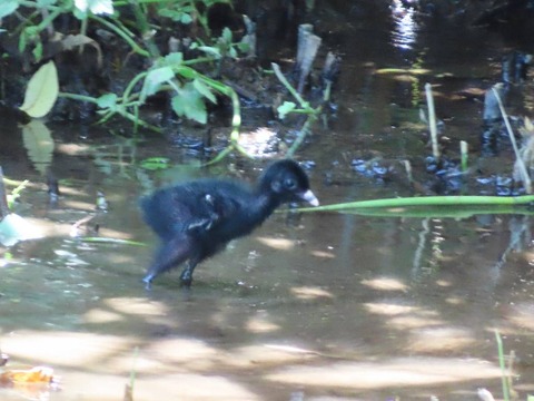 20250619多々良沼公園 (14)