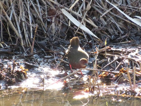 クイナヒクイナ (14)