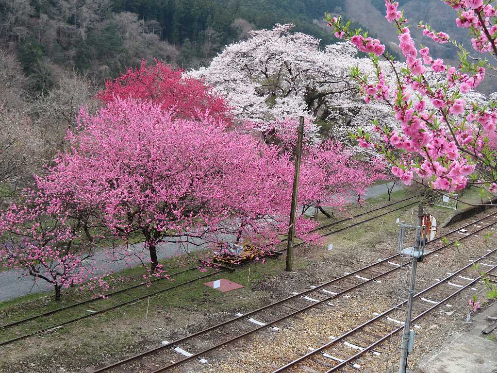 満開の花桃 神戸駅 花桃街道開花情報 渓流釣りと食べ歩き桐生岩魚のブログ