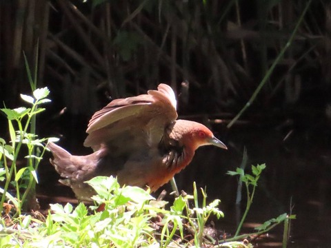 20250619多々良沼公園 (1)