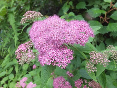 DSCF8881
