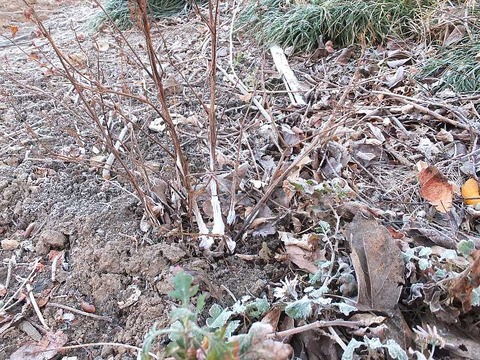 DSCF2659