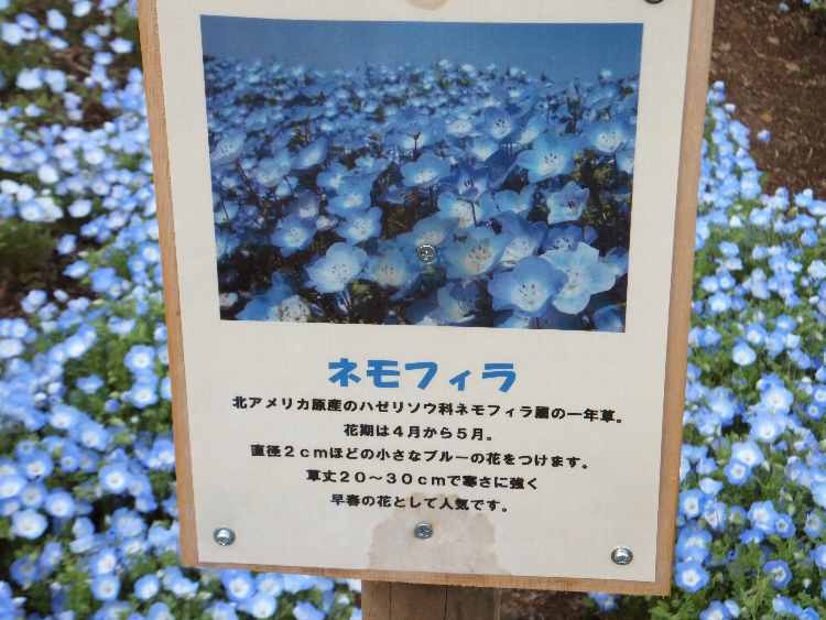 イメージ 11