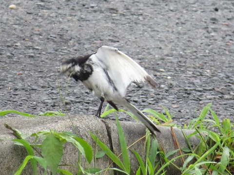 ハクセキレイ2 (1)