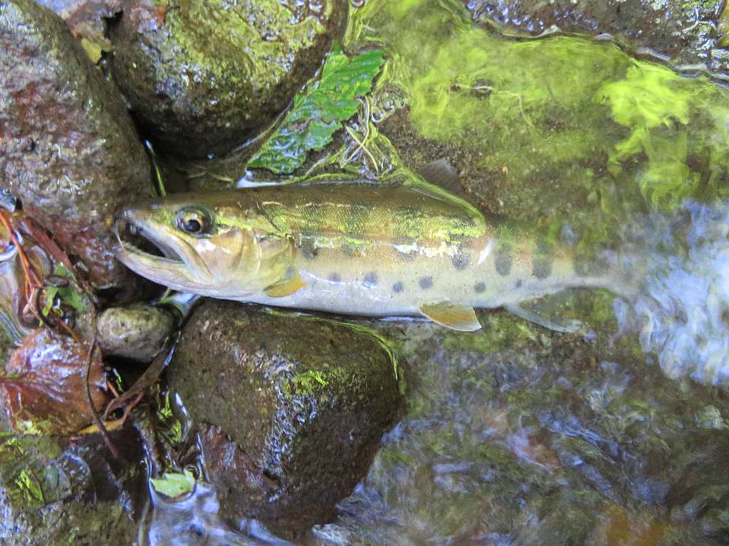 赤城山の小渓流でヤマメ イワナ釣り 渓流釣りと食べ歩き桐生岩魚のブログ