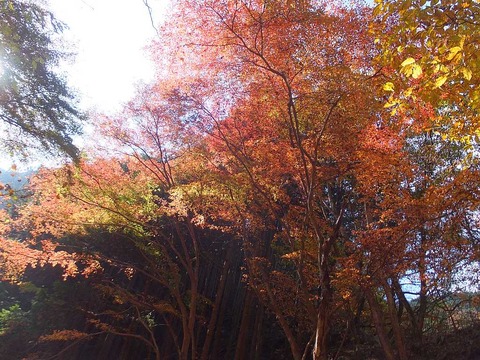 DSCF2202
