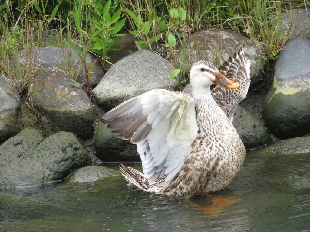 カルガモの嘴が黄色&全体的に白っぽい📸(足利市) : 渓流釣りと食べ歩き桐生岩魚のブログ