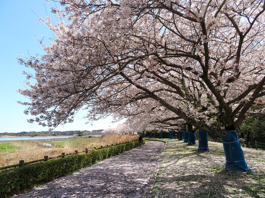 多々良沼周辺の桜を撮る 館林市 渓流釣りと食べ歩き桐生岩魚のブログ 多々良沼周辺の桜を撮る 館林市 渓流釣りと食べ歩き桐生岩魚のブログ