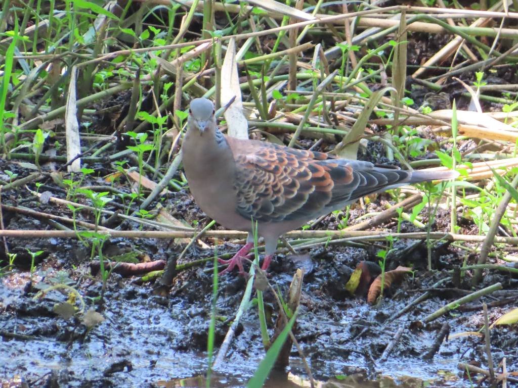 キジバト(ヤマバト)を撮る+おまけ🦜(多々良沼公園) : 渓流釣りと食べ歩き桐生岩魚のブログ