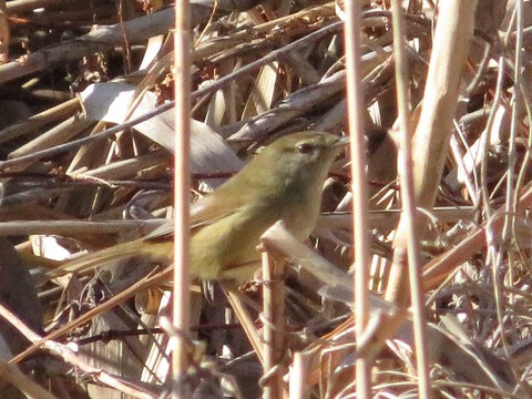 クイナヒクイナ (4)