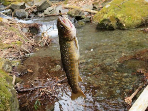 IMG_0050