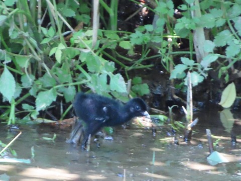 20250619多々良沼公園 (12)