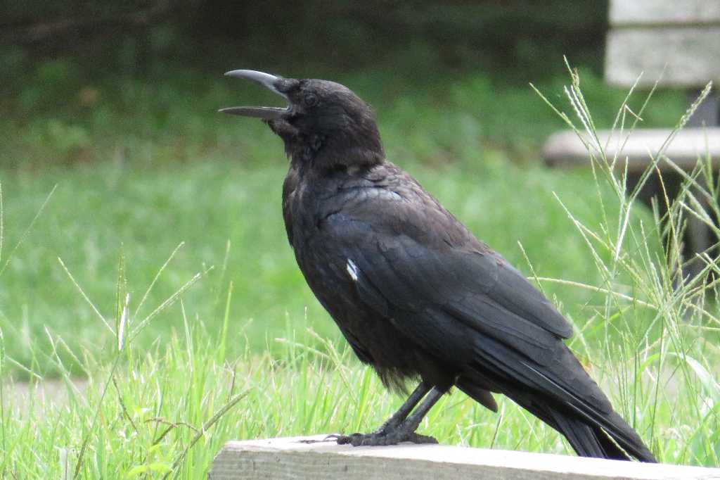 デカいカラス　告白の瞬間　ドキドキ　写真 首が白いカラスを撮る🦅📸（多々良沼公園） : 渓流釣りと食べ歩き桐生
