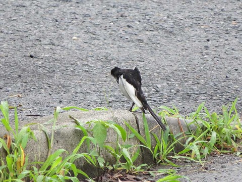 ハクセキレイ1 (4)