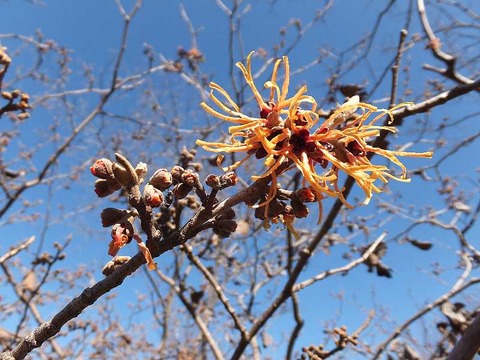早春の花マンサクが見頃 群馬県緑化センター 渓流釣りと食べ歩き桐生岩魚のブログ