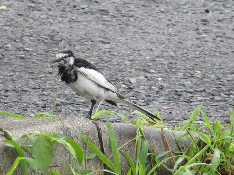 ハクセキレイ2 (2)