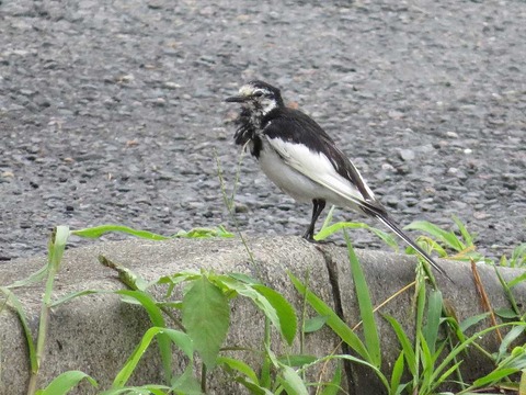 ハクセキレイ2 (4)