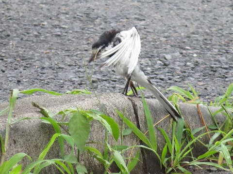 ハクセキレイ2 (3)