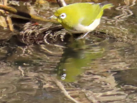 IMG_9985