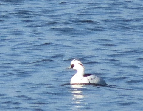 クイナヒクイナ (8)