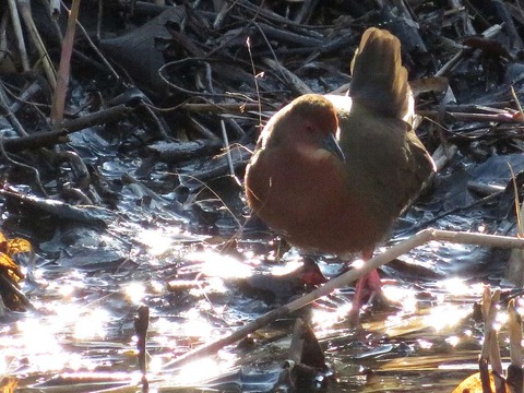 クイナヒクイナ (19)