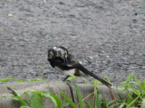 ハクセキレイ3 (3)