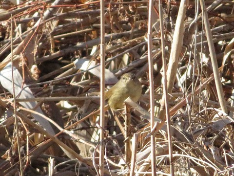 クイナヒクイナ (3)