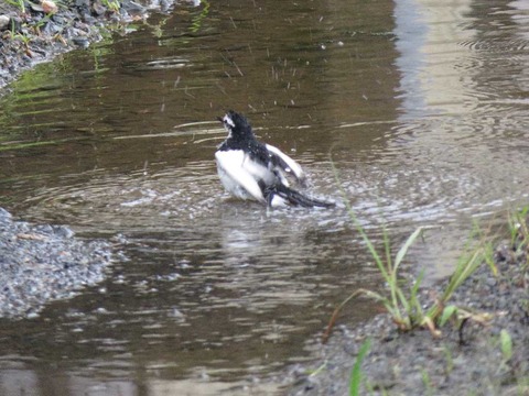 ハクセキレイ1 (2)