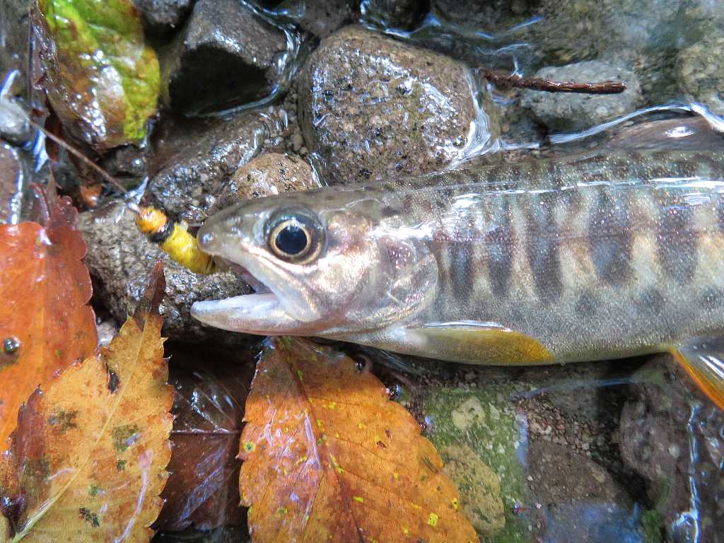 ヤマメとイワナの自然交雑魚カワサバが釣れたⅡ🐟(赤城山の小渓流) : 渓流釣りと食べ歩き桐生岩魚のブログ