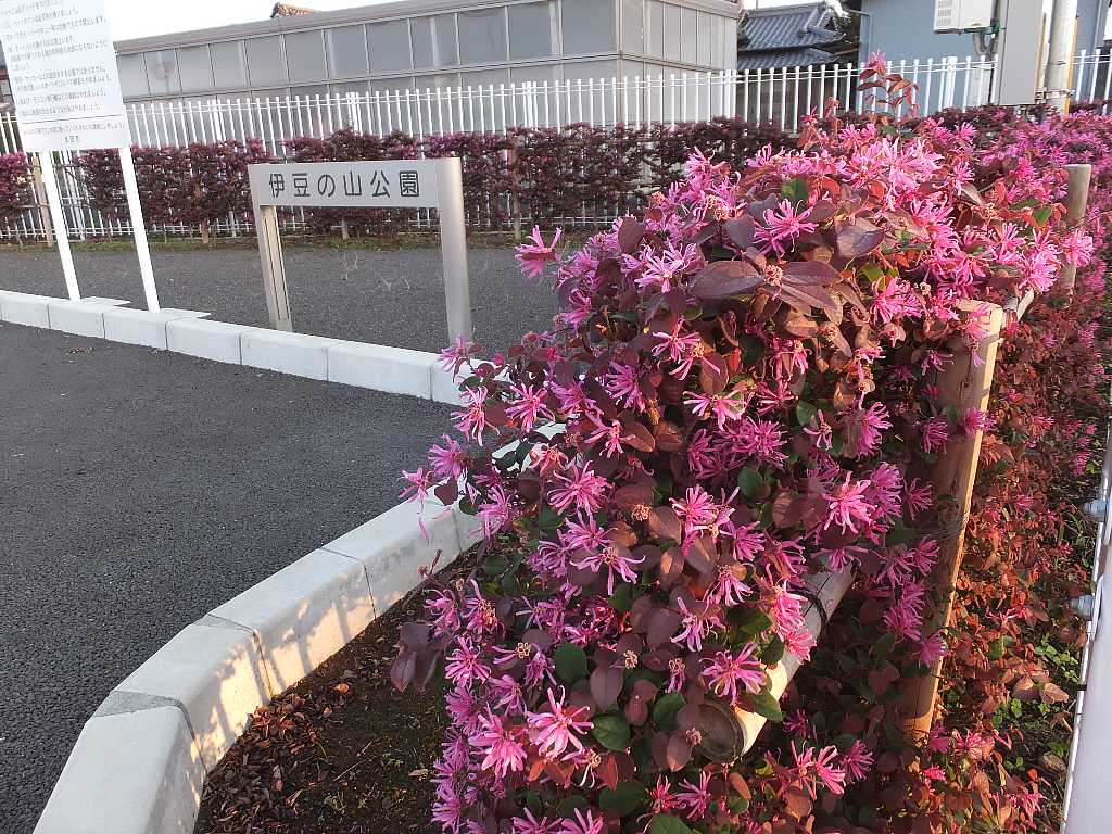 初秋に咲くベニバナトキワマンサクを撮る 伊豆の山公園 渓流釣りと食べ歩き桐生岩魚のブログ 初秋に咲くベニバナトキワマンサクを撮る 伊豆の山公園 渓流釣りと食べ歩き桐生岩魚のブログ