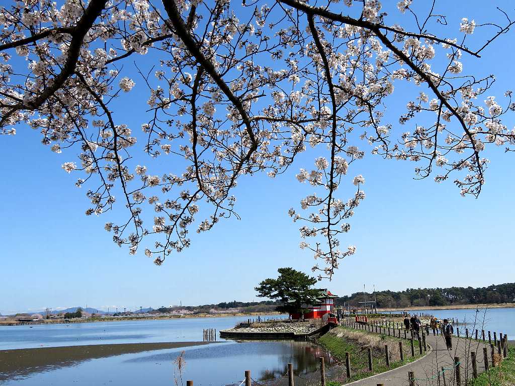 多々良沼周辺の桜を撮る 館林市 渓流釣りと食べ歩き桐生岩魚のブログ 多々良沼周辺の桜を撮る 館林市 渓流釣りと食べ歩き桐生岩魚のブログ