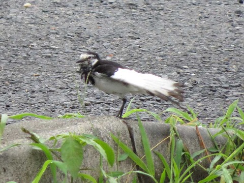 ハクセキレイ3 (2)