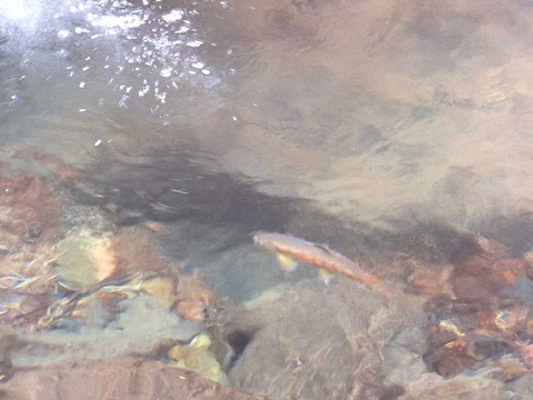 DSCF2207