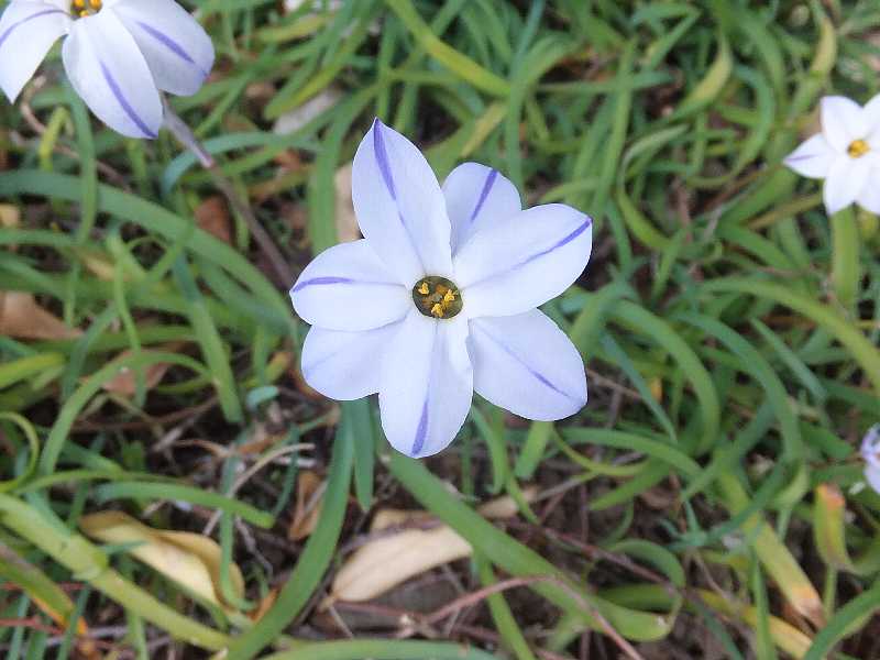 暖かいから庭の花を撮りました 渓流釣りと食べ歩き桐生岩魚のブログ