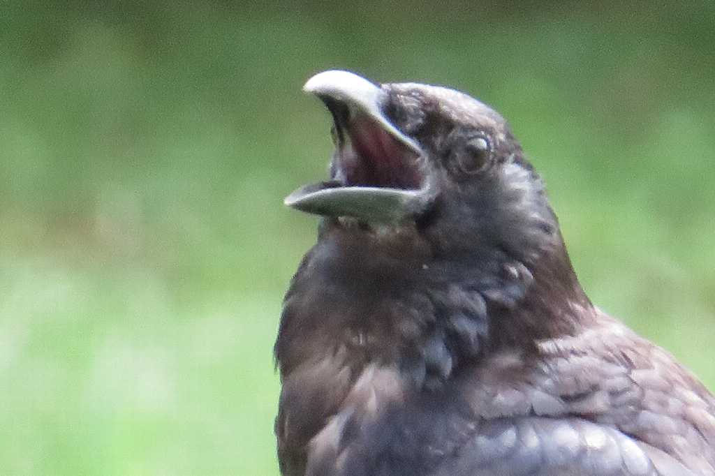 首が白いカラスを撮る🦅📸（多々良沼公園） : 渓流釣りと食べ歩き桐生