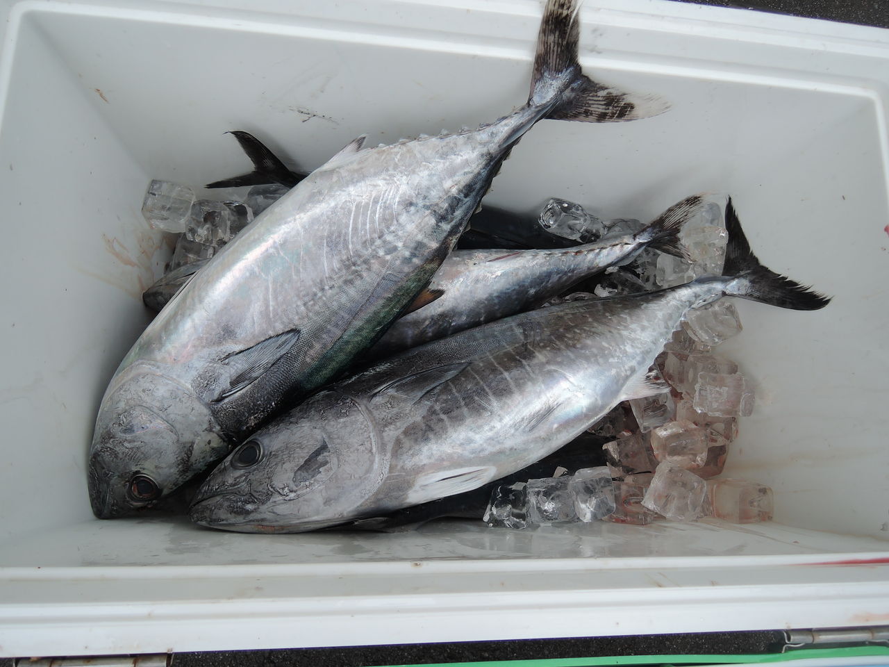 巨大シイラとめじまぐろ Luana Sakamoto ルアナ サカモト のブログ