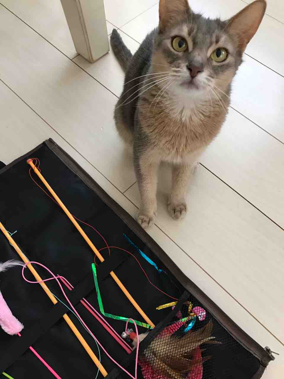 3コインズの猫おもちゃ収納ケース ルカリリふる ソマリとアビシニアンの日記 3コインズの猫おもちゃ収納ケース ルカリリふる ソマリとアビシニアンの日記