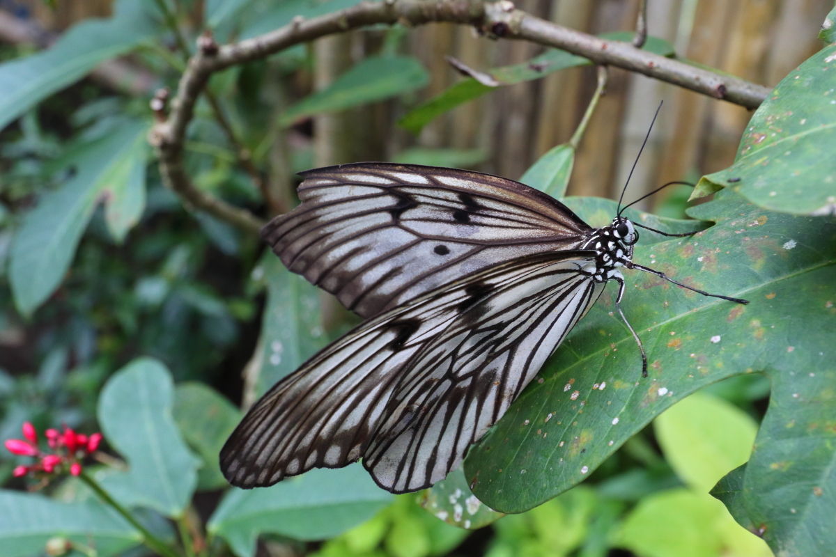 セレベスオオゴマダラ Idea Blanchardii Marosiana 生き物散歩道